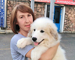 Собаки в Москве: Щенки Пиренейской горной собаки Разнополые, Бесплатно - фото 5