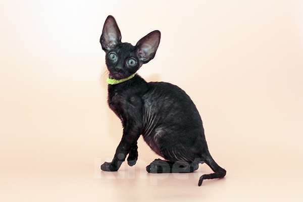 Кошки в Москве: малыши к резервированию. питомник Корнелита Мальчик, 55 000 руб. - фото 1