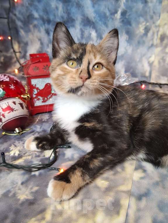 Кошки в Москве: Котёнок с капелькой на носу в поисках хозяев  Девочка, Бесплатно - фото 10