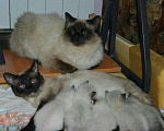 Кошки в Малмыже: Котик приглашает кошечку на вязку., 1 500 руб. - фото 2