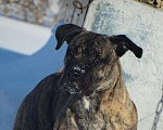 Собаки в Хабаровске: Вязка, 80 руб. - фото 1