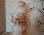Кошки в Оленегорске: Мейн-кун кот, 25 000 руб. - фото 6