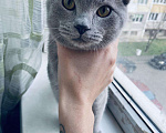 Кошки в Малмыже: Котёнок, 2 500 руб. - фото 3