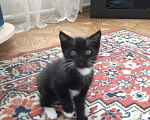 Кошки в Бийске: Котёнок ищет дом  Девочка, Бесплатно - фото 1