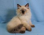 Кошки в Орле: Невские Маскарадные Мальчик, 15 000 руб. - фото 9