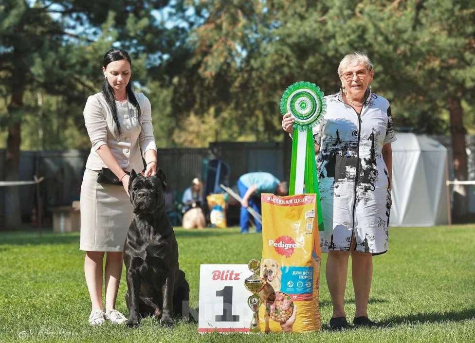 Собаки в других городах Тверской области: Бронирование щенков Кане-Корсо Разнополые, 100 000 руб. - фото 2