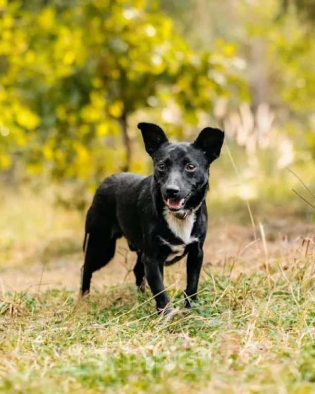 Собаки в других городах Московской области: Ищу дом маленькой паре Девочка, Бесплатно - фото 9