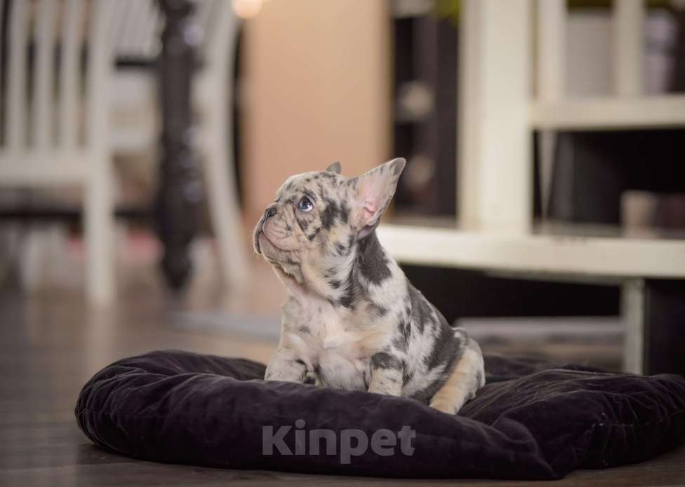 Собаки в Белгороде: Французский бульдог щенки Девочка, 200 000 руб. - фото 2