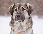 Собаки в Москве: Ласковый и добрый Сильвер в добрые руки Мальчик, Бесплатно - фото 4