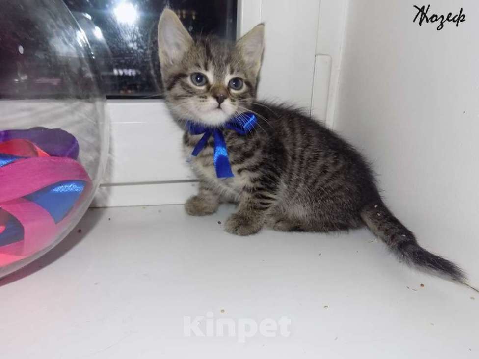 Кошки в Москве: Шотландский короткошерстный прямоухий мальчик Мальчик, 10 000 руб. - фото 1