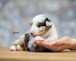 Собаки в Москве: Австралийская овчарка, щенок аусси Девочка, 150 000 руб. - фото 1
