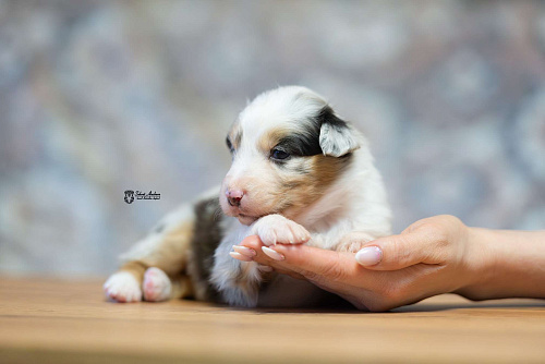 Австралийская овчарка, щенок аусси