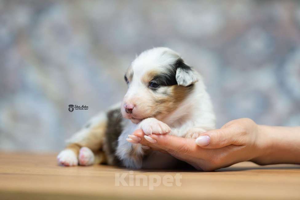 Собаки в Москве: Австралийская овчарка, щенок аусси Девочка, 150 000 руб. - фото 1