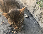 Кошки в Ставрополе: Найден абинский котик Мальчик, Бесплатно - фото 4
