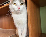 Кошки в Москве: Кошка Лизавета ищет семью Девочка, Бесплатно - фото 7