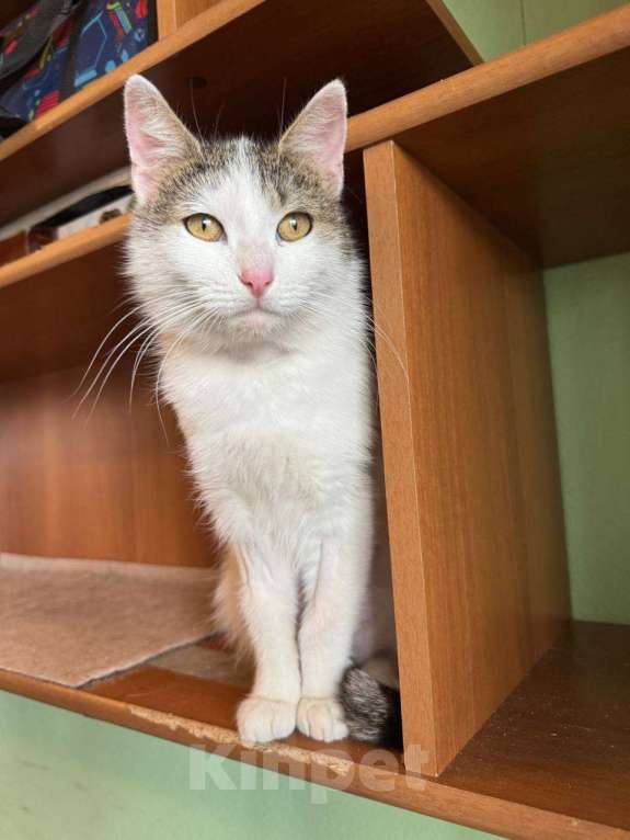 Кошки в Москве: Кошка Лизавета ищет семью Девочка, Бесплатно - фото 7