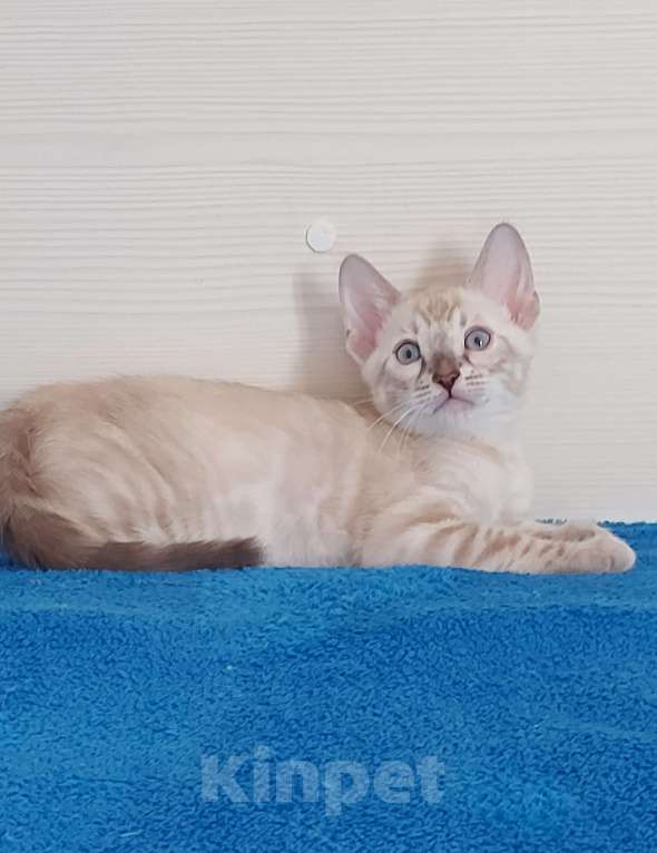 Кошки в Москве: Бенгальский котенок Мальчик, 75 000 руб. - фото 5