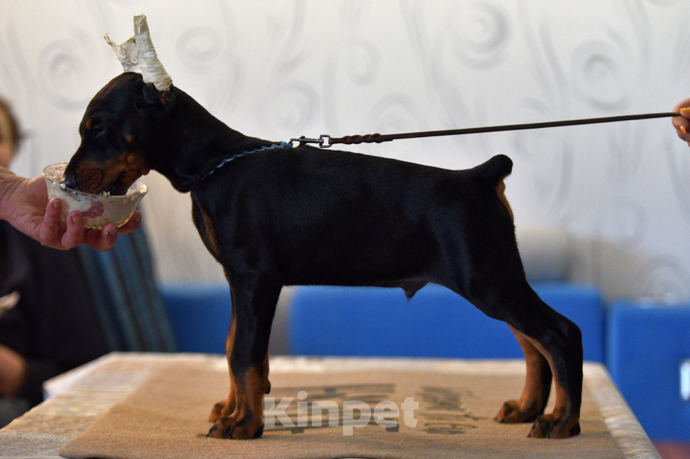 Собаки в Москве: Замечательный мальчишка Мальчик, 100 000 руб. - фото 3