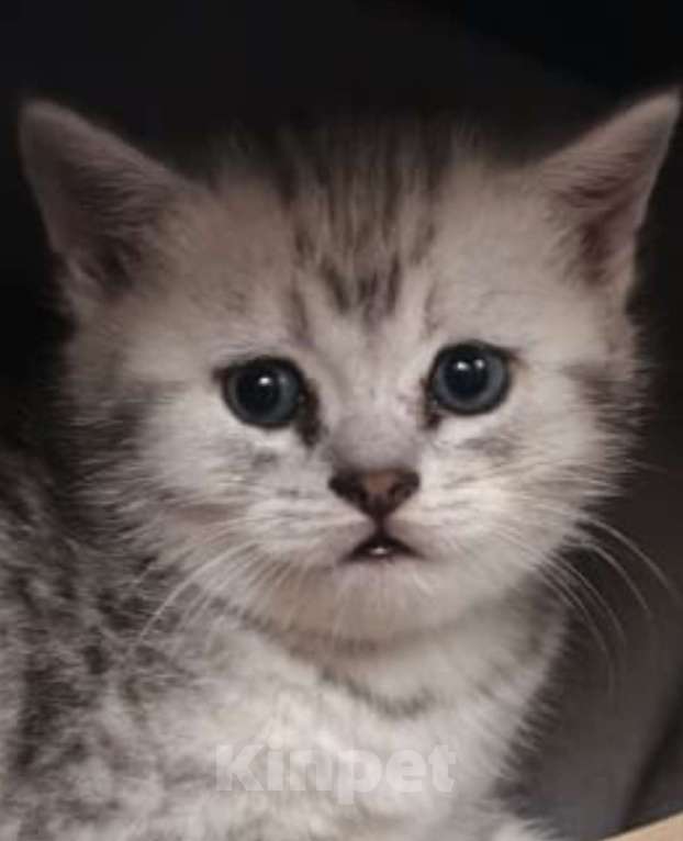 Кошки в Москве: Продается котенок. Родители смесь невской маскарадной кошки и британца Девочка, 5 000 руб. - фото 2
