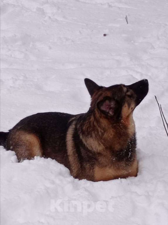 Собаки в Санкт-Петербурге: Ищем добрые руки и теплое сердце,этой девочке  Девочка, Бесплатно - фото 6