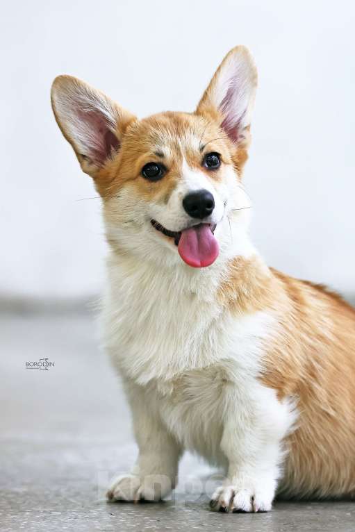 Собаки в Новосибирске: Щенки вельш-корги пемброк  Девочка, 70 000 руб. - фото 1