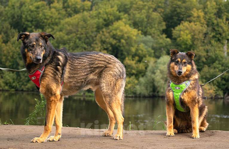 Собаки в Москве: Ищем дом для двух неразлучных сердец Коннора и Лизы Мальчик, 10 руб. - фото 5