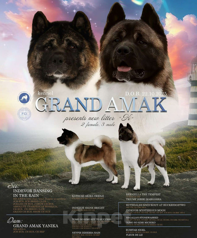 Собаки в Павлово: Щенки Американской Акиты Мальчик, 80 000 руб. - фото 1