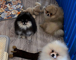 Собаки в Москве: Померанский шпиц щенки  Мальчик, 50 000 руб. - фото 8