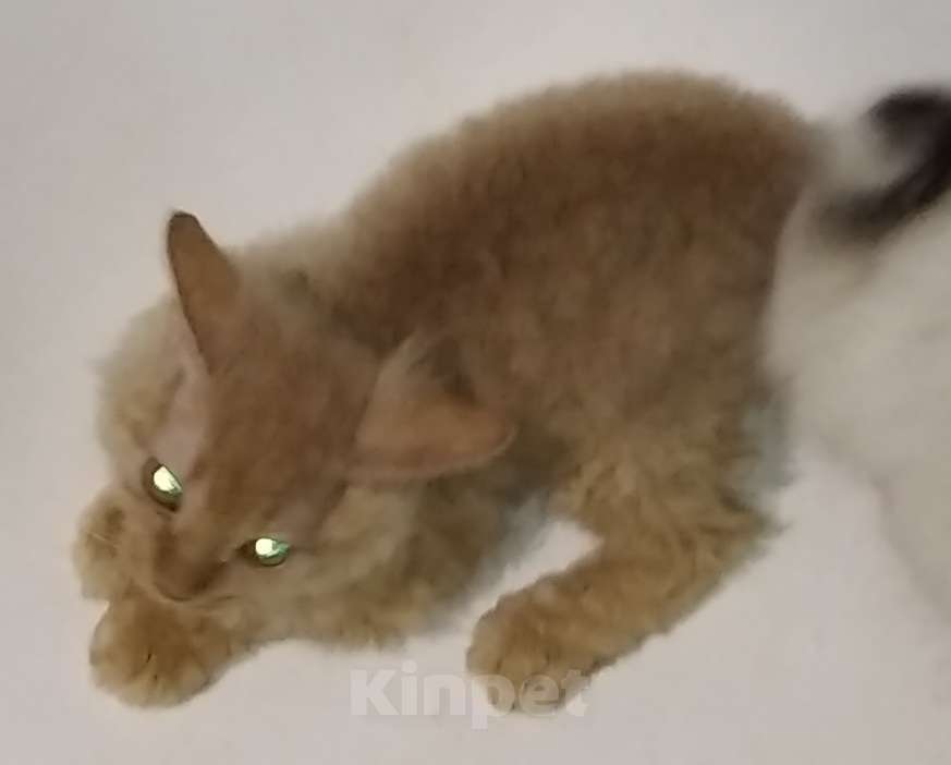 Кошки в Челябинске: кошка овечка Девочка, Бесплатно - фото 1