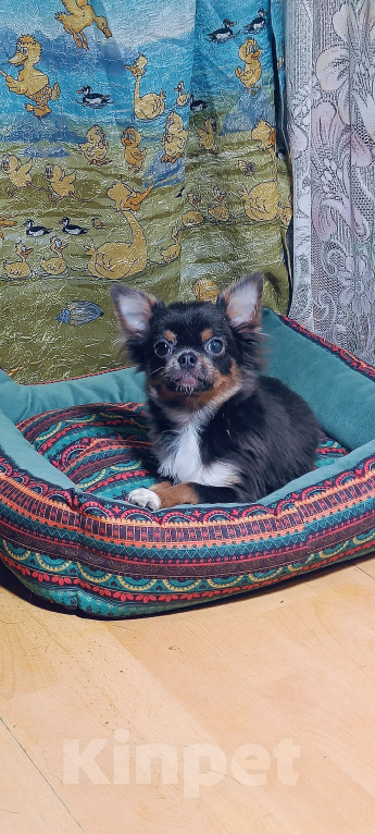 Собаки в Москве: Курносенький малыш Мальчик, 20 000 руб. - фото 3