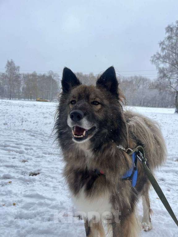 Собаки в Москве: Пушистый пес Фидель  Мальчик, Бесплатно - фото 2