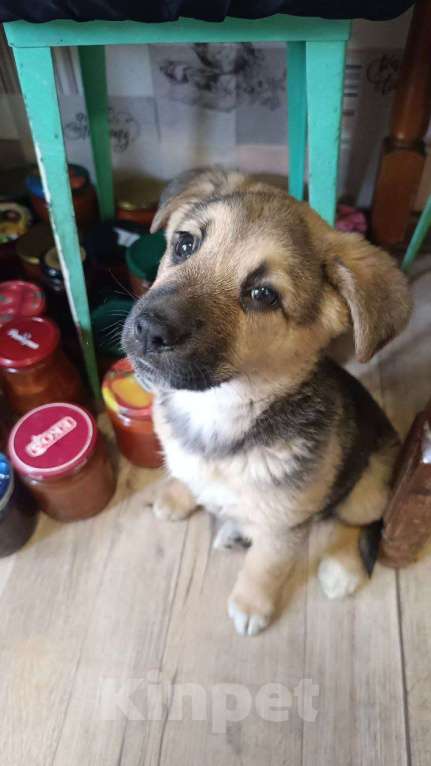 Собаки в Новомосковске: Щенок в добрые руки Девочка, Бесплатно - фото 5