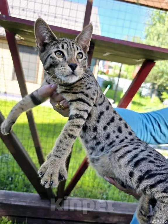 Кошки в Санкт-Петербурге: Котёнок саванна мальчик — гибрид сервала поколения F4, статус SBT Мальчик, 60 000 руб. - фото 2