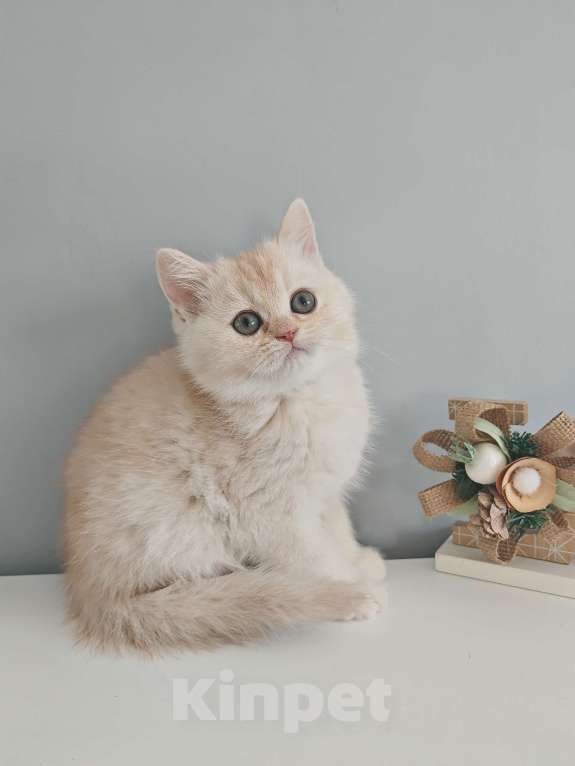 Кошки в Москве: Породистый шотландский котенок Мальчик, 70 000 руб. - фото 6