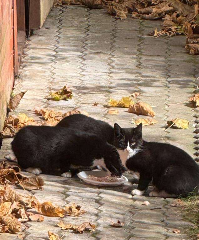 Кошки в Москве: Отдам котенка в добрые руки  Девочка, Бесплатно - фото 7