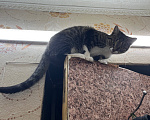 Кошки в Красноярске: Кошка с добрые руки Девочка, Бесплатно - фото 1