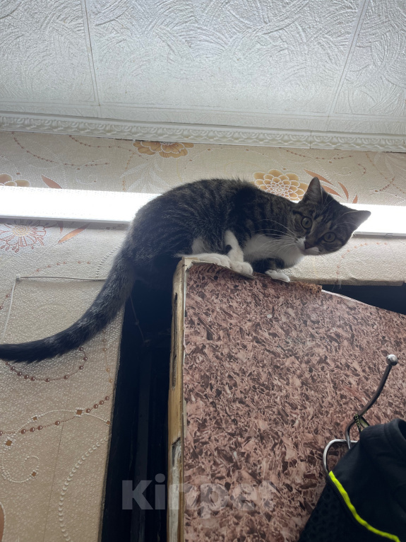 Кошки в Красноярске: Кошка с добрые руки Девочка, Бесплатно - фото 1