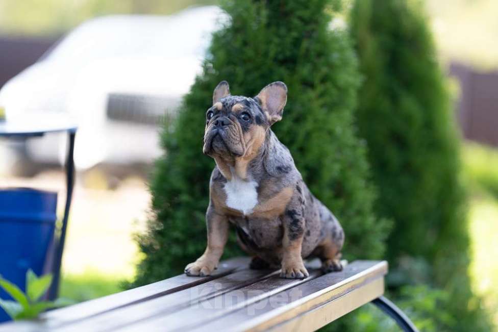 Собаки в других городах Московской области: Девочка Мерле Девочка, 70 000 руб. - фото 10