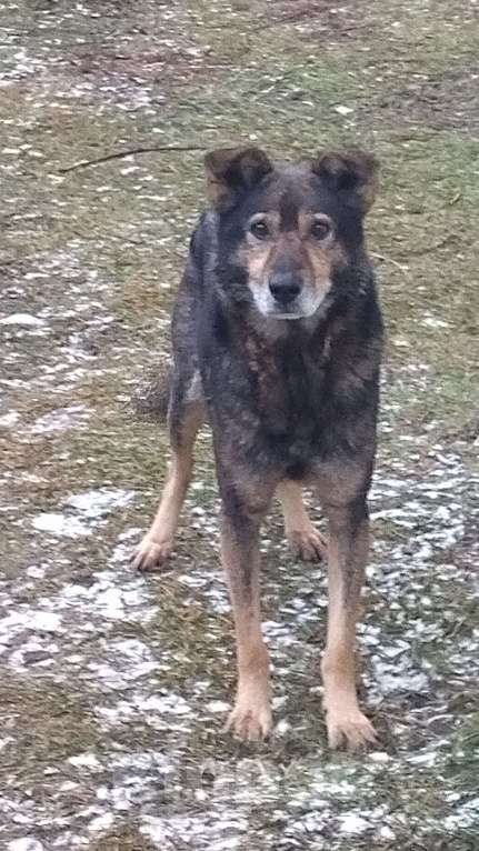 Собаки в Казани: Найдена собака Мальчик, Бесплатно - фото 2