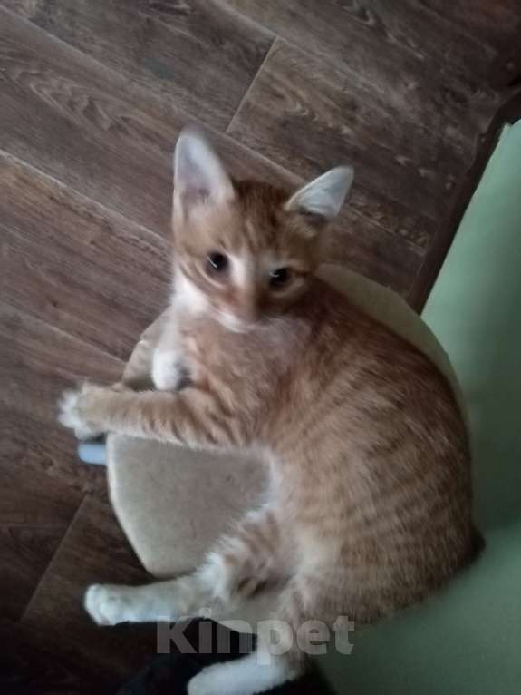 Кошки в Липецке: Котенок в хорошие руки Девочка, 1 руб. - фото 3