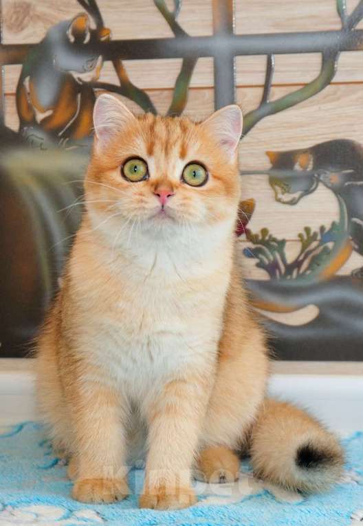 Кошки в Рыбинске: Британская девочка золотая шиншилла  5 мес Девочка, 25 000 руб. - фото 2
