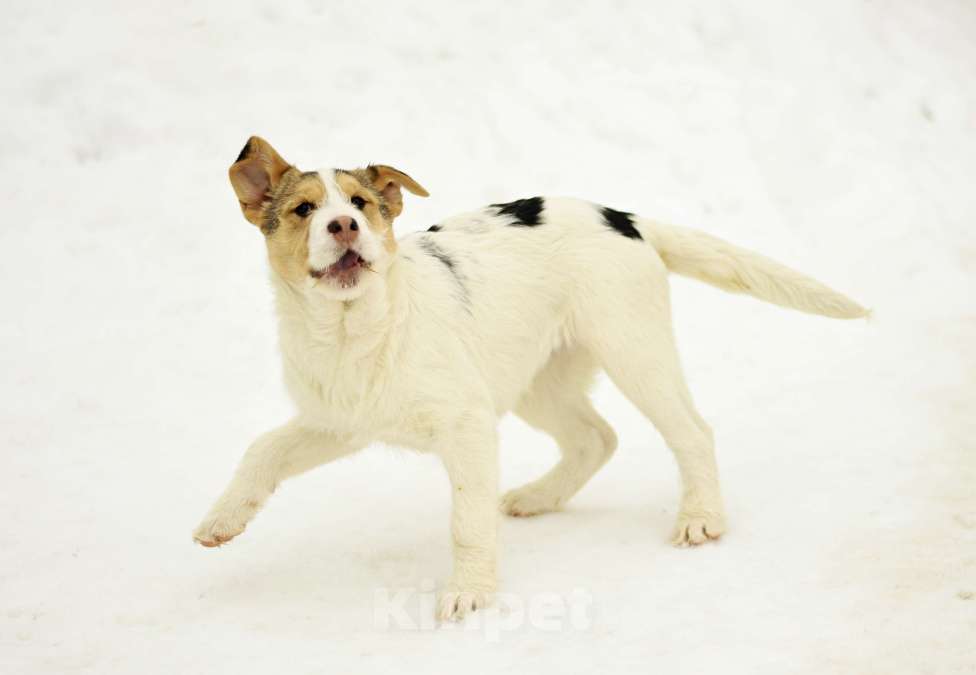 Собаки в Москве: Ева в добрые руки Девочка, Бесплатно - фото 5