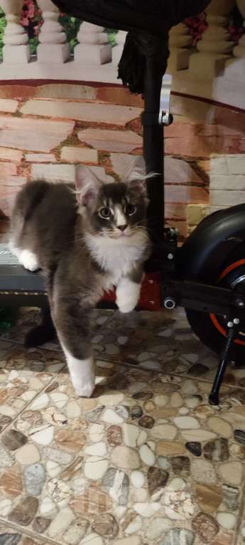 Кошки в других городах Московской области: Котенок мейн кун.  Мальчик, 45 000 руб. - фото 4