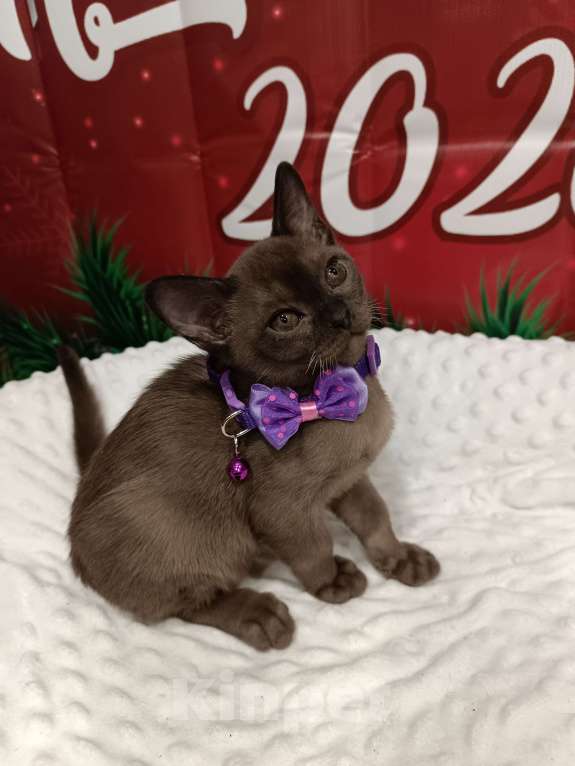 Кошки в Лыткарино: Бурманские котята с документами  Мальчик, 50 000 руб. - фото 1