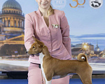 Собаки в Санкт-Петербурге: Запись на бронирование  щенков басенджи Мальчик, 70 000 руб. - фото 6