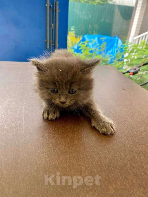 Кошки в Москве: Котенок девочка Девочка, Бесплатно - фото 1