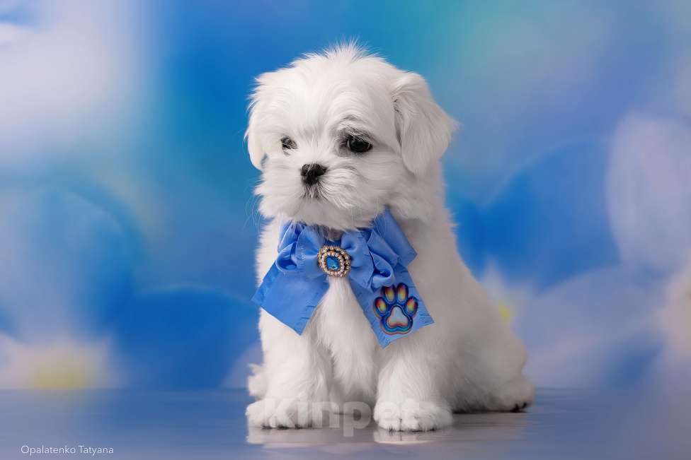 Собаки в Хабаровске: Щенок мальтезе Мальчик, 80 000 руб. - фото 2