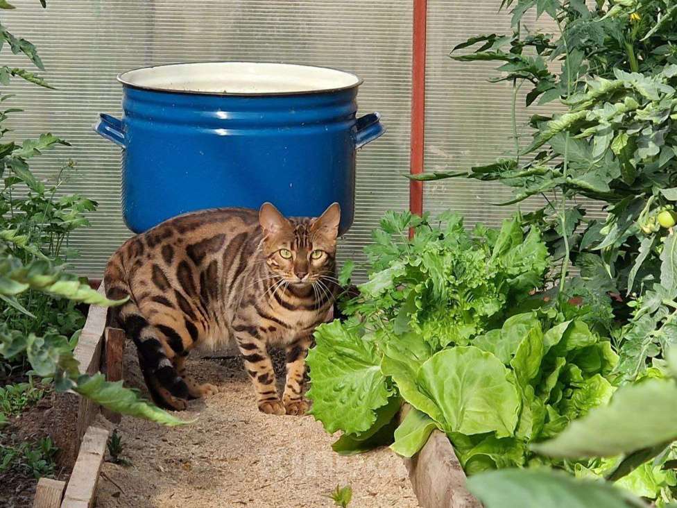 Кошки в Краснокамске: Киса Рыся 3 года потерялась Девочка, 25 000 руб. - фото 5