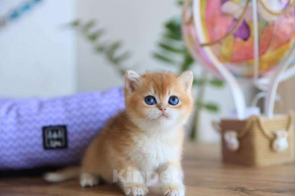 Кошки в Москве: Британский котёнок Оскар Мальчик, 130 000 руб. - фото 5