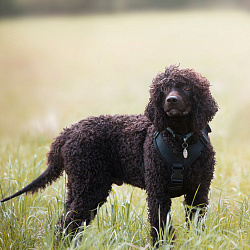 Ирландский водяной спаниель